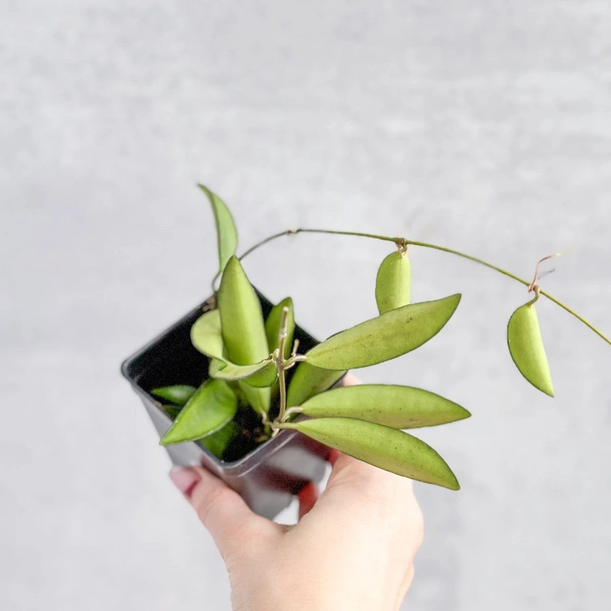 Hoya Wayetti - Waytti Hoya - Image 5