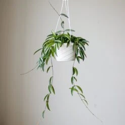 Hoya Wayetti - Waytti Hoya