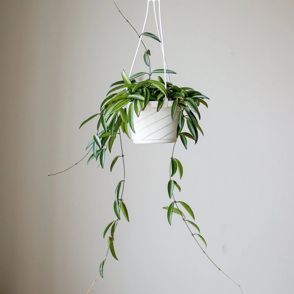 Hoya Wayetti - Waytti Hoya