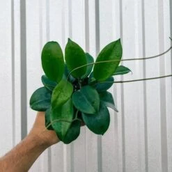 Hoya'Quinquenervia' - Star Of Madura