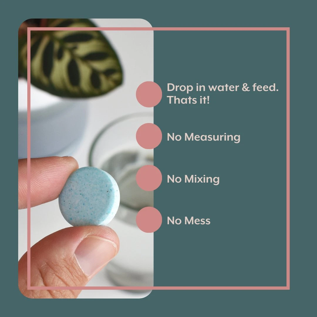 Instant Plant Food Houseplant GROW Bundle - Image 4