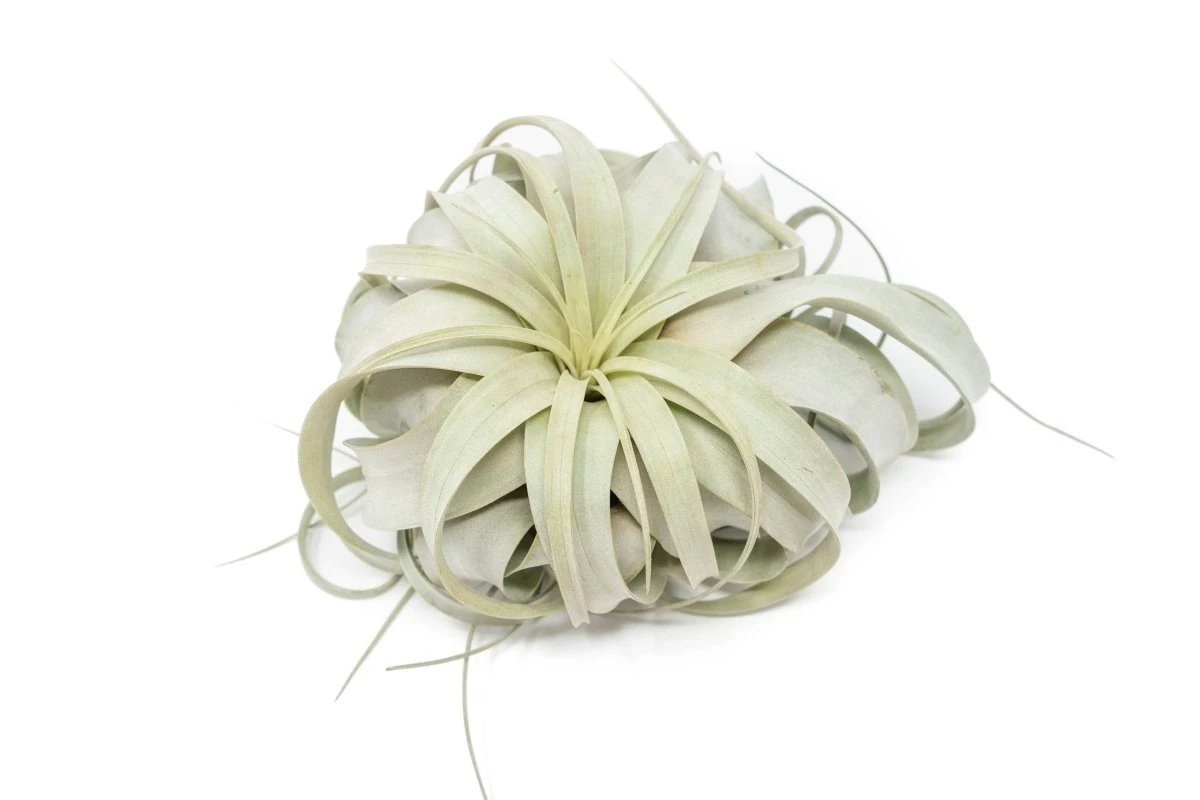 Large Tillandsia Xerographica - Image 2