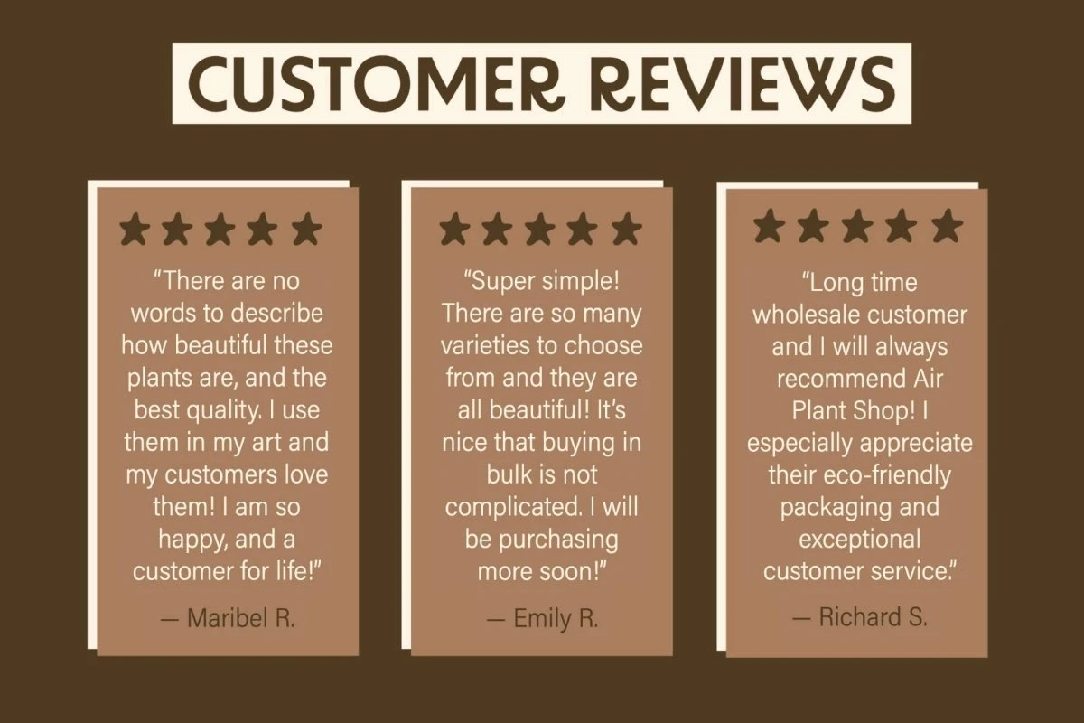 Large Tillandsia Xerographica - Image 7