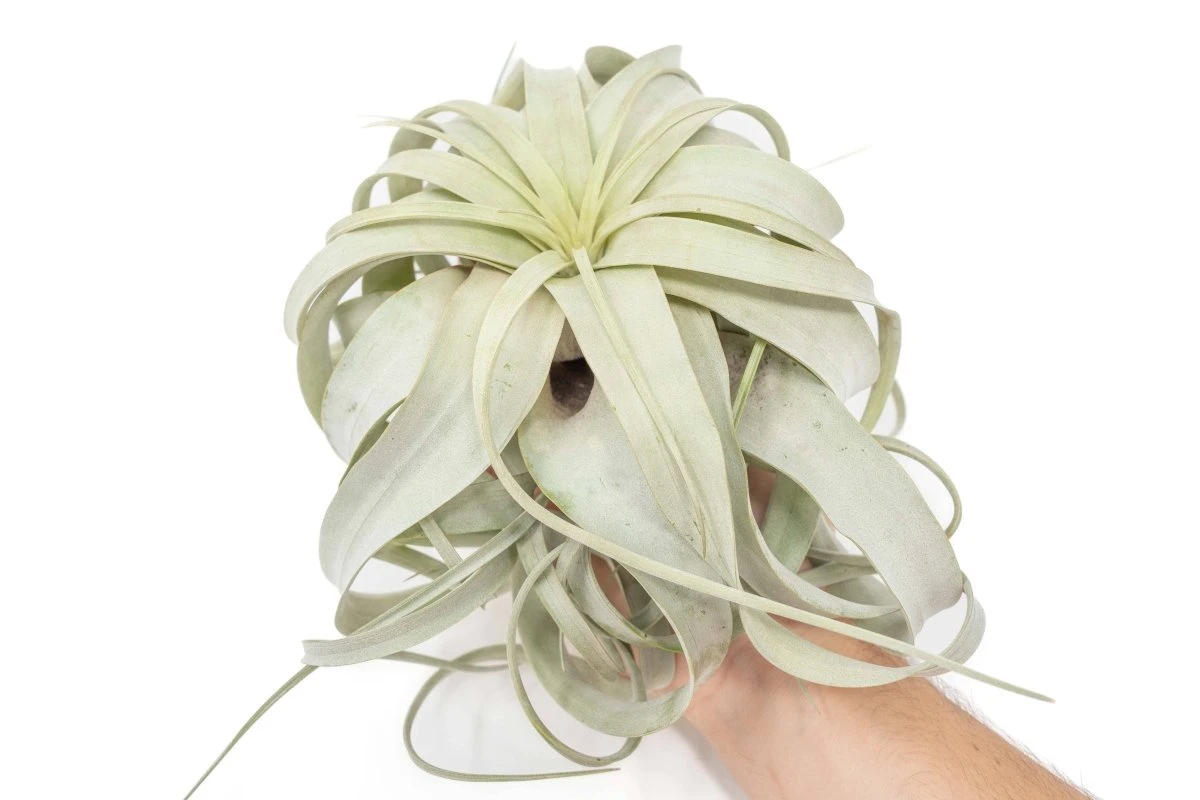 Large Tillandsia Xerographica