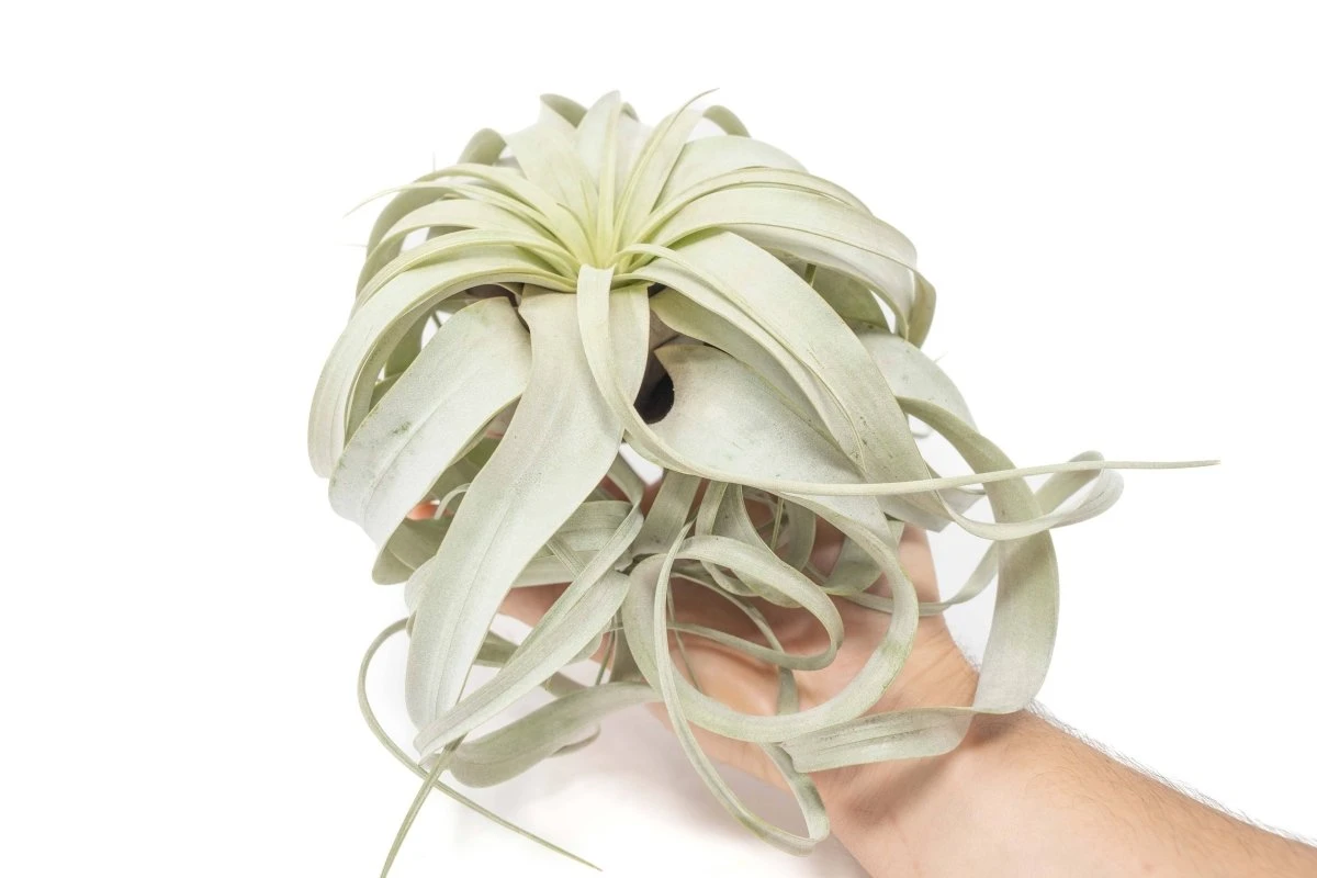 Large Tillandsia Xerographica - Image 3
