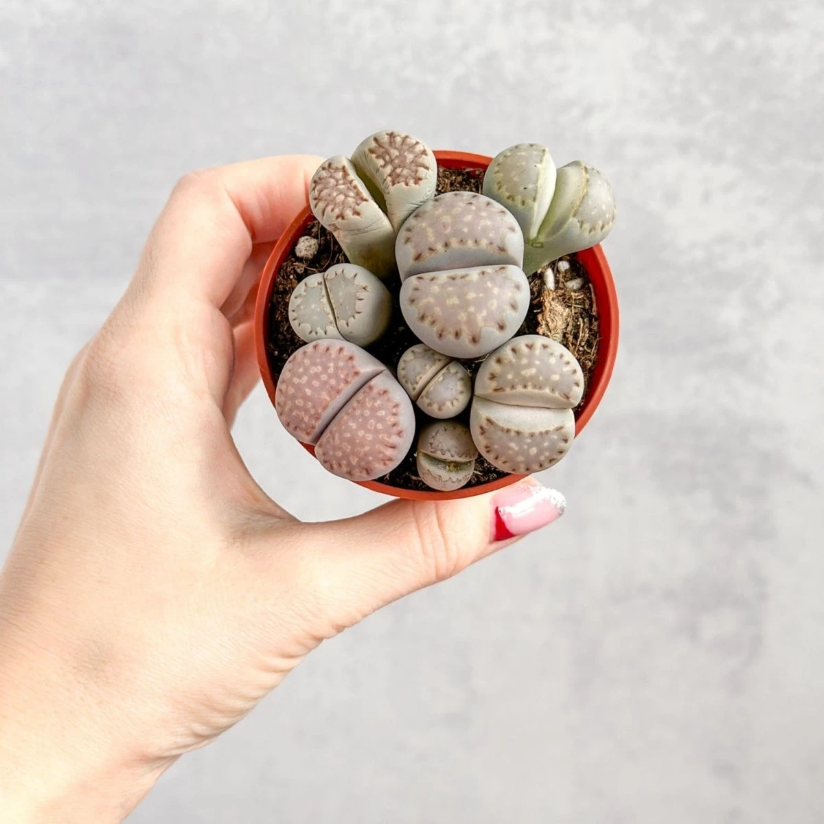 Lithops - Living Rock Plant - Image 5