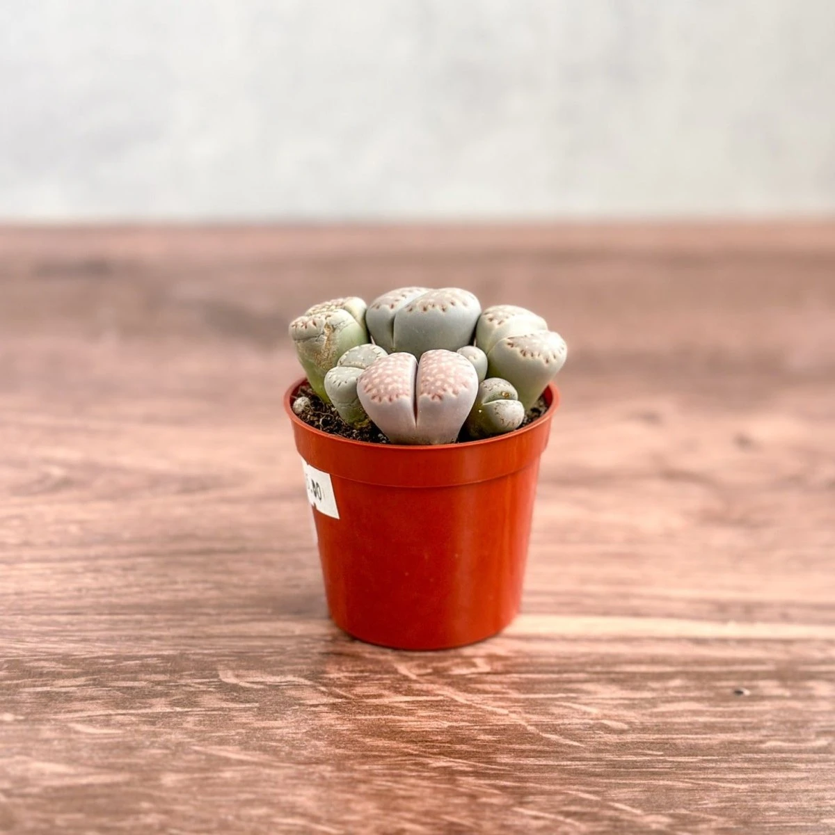 Lithops - Living Rock Plant - Image 2