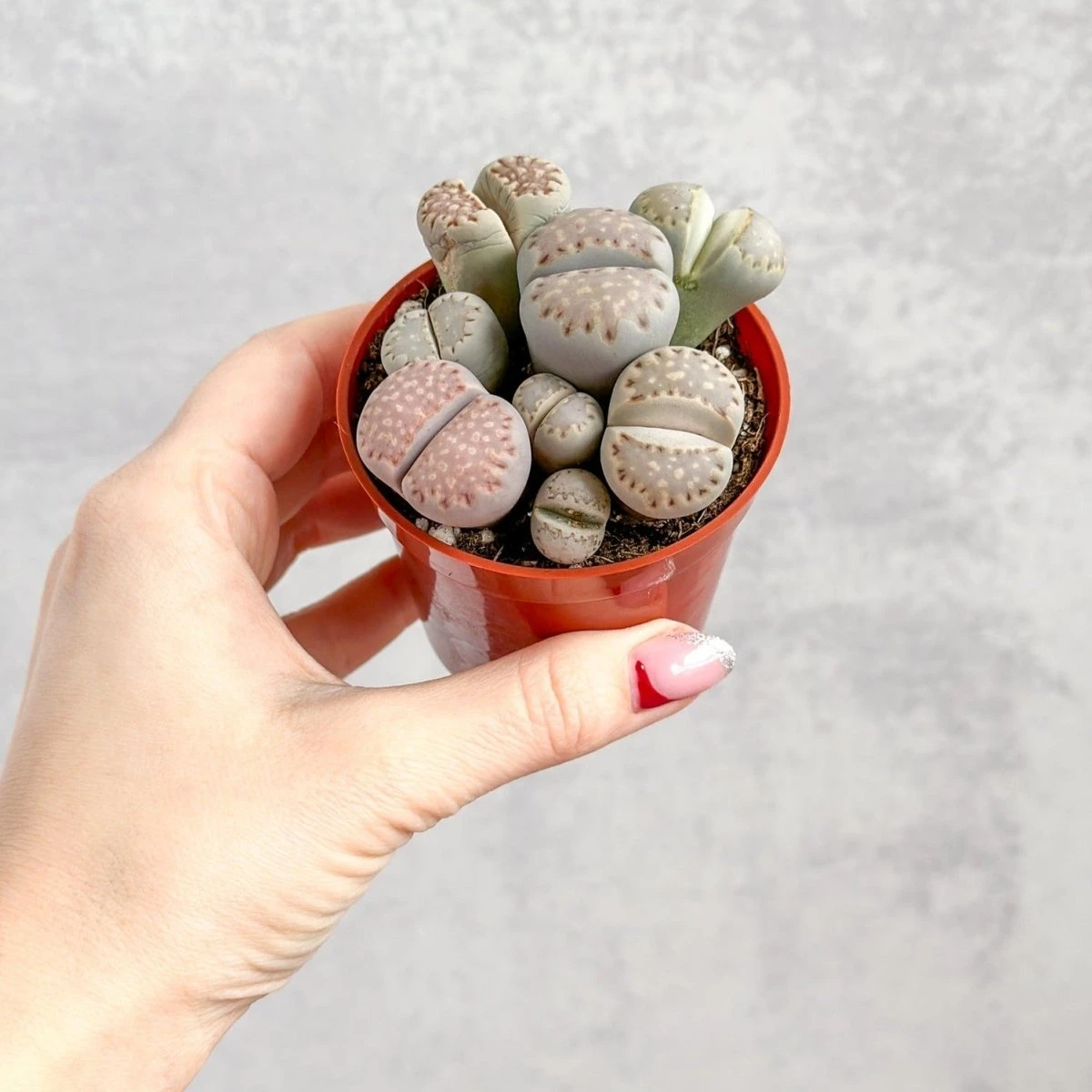 Lithops - Living Rock Plant - Image 4