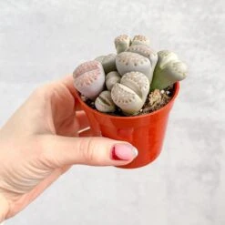 Lithops - Living Rock Plant