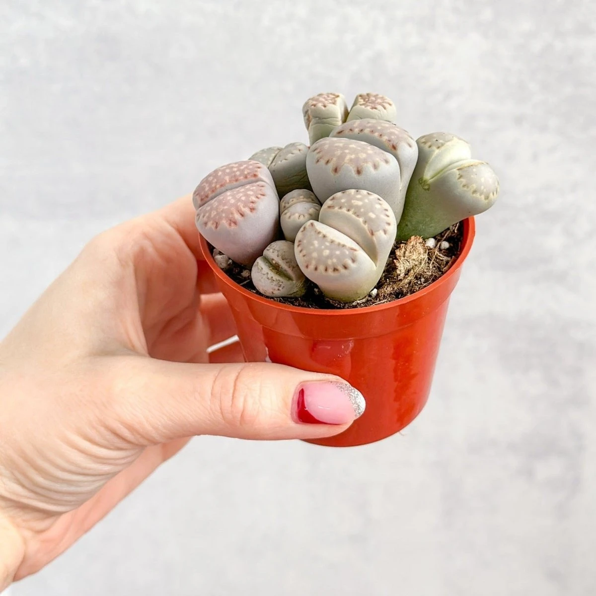 Lithops - Living Rock Plant
