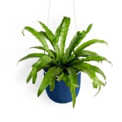 Loop Hanging Planter – Indigo | Leak-Proof, 360° Drainage & Deep Color Accent