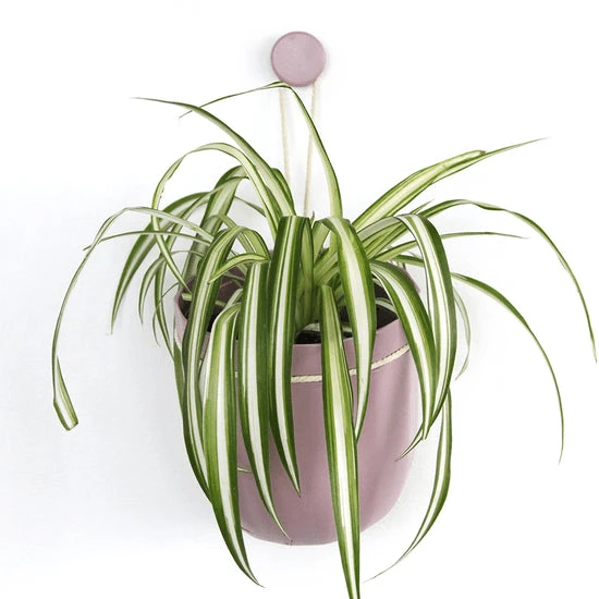Loop Hanging Planter – Lavender (Self-Watering, Leak-Proof Design)