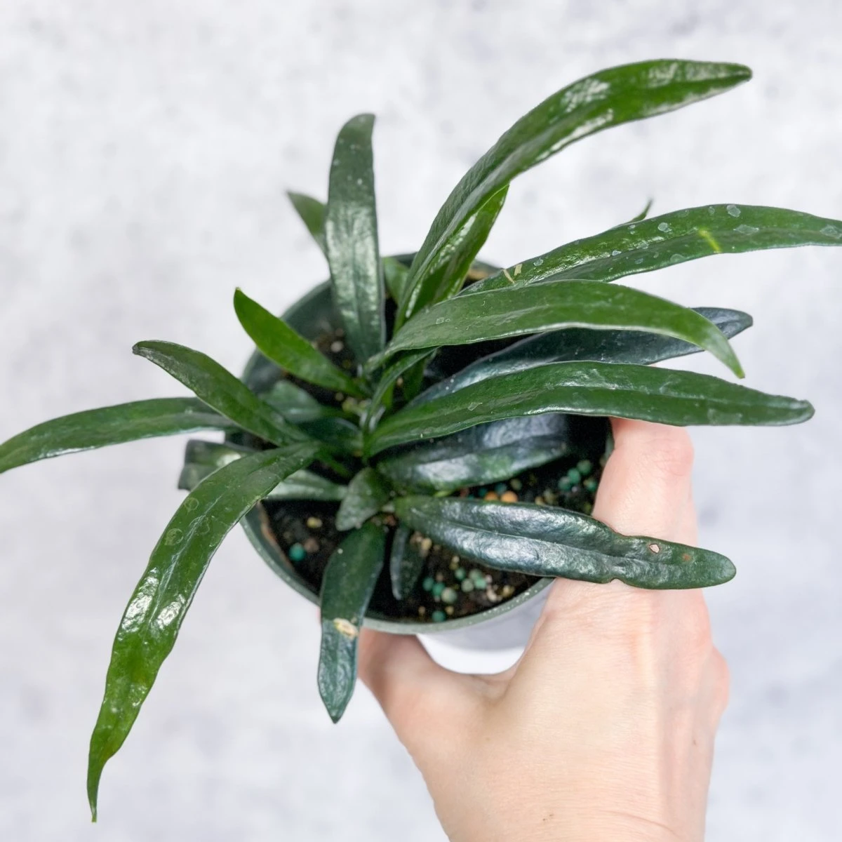 Microsorum Thailandicum - Blue Oil Fern