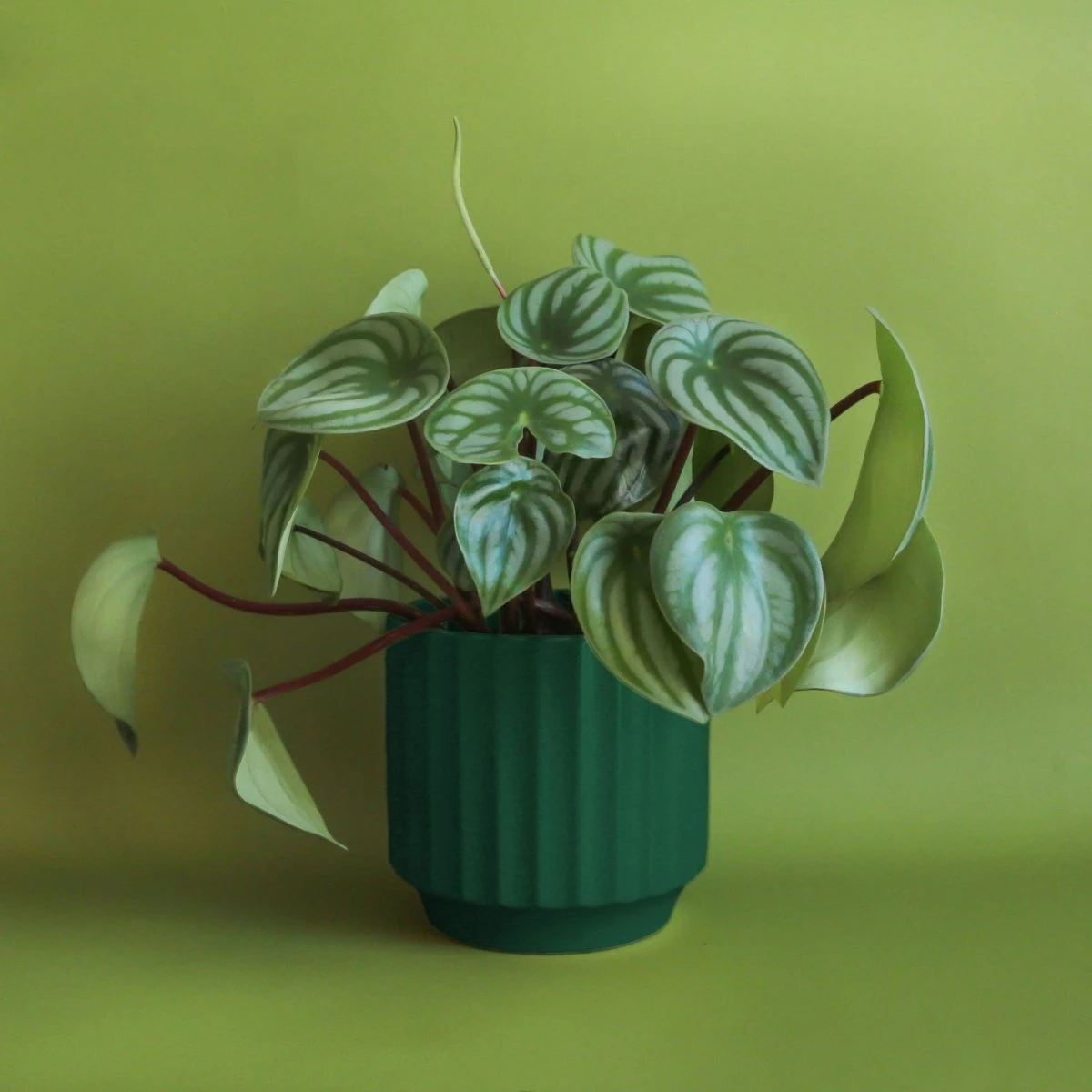 Monroe Planter | Rainforest - Image 2