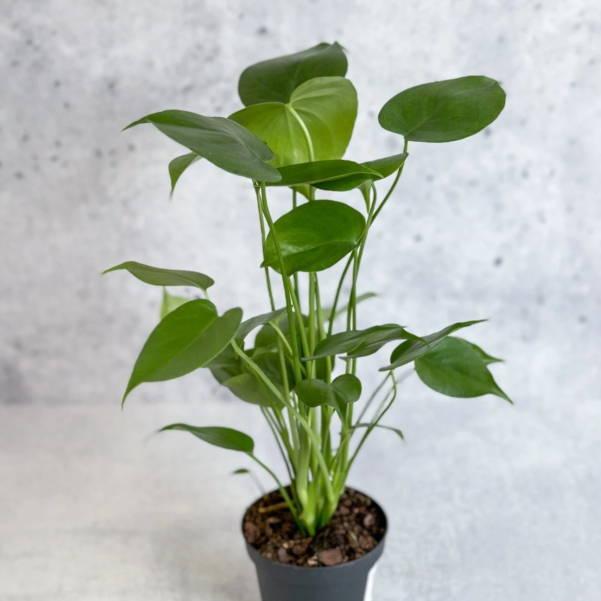 Monstera Deliciosa - Split-Leaf Philodendron - Image 6