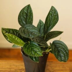 Monstera Karstenianum - ‘Monstera Peru’ - Various Sizes