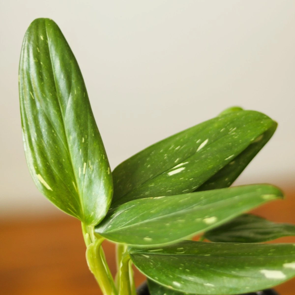 Monstera Standleyana Albo - Image 4