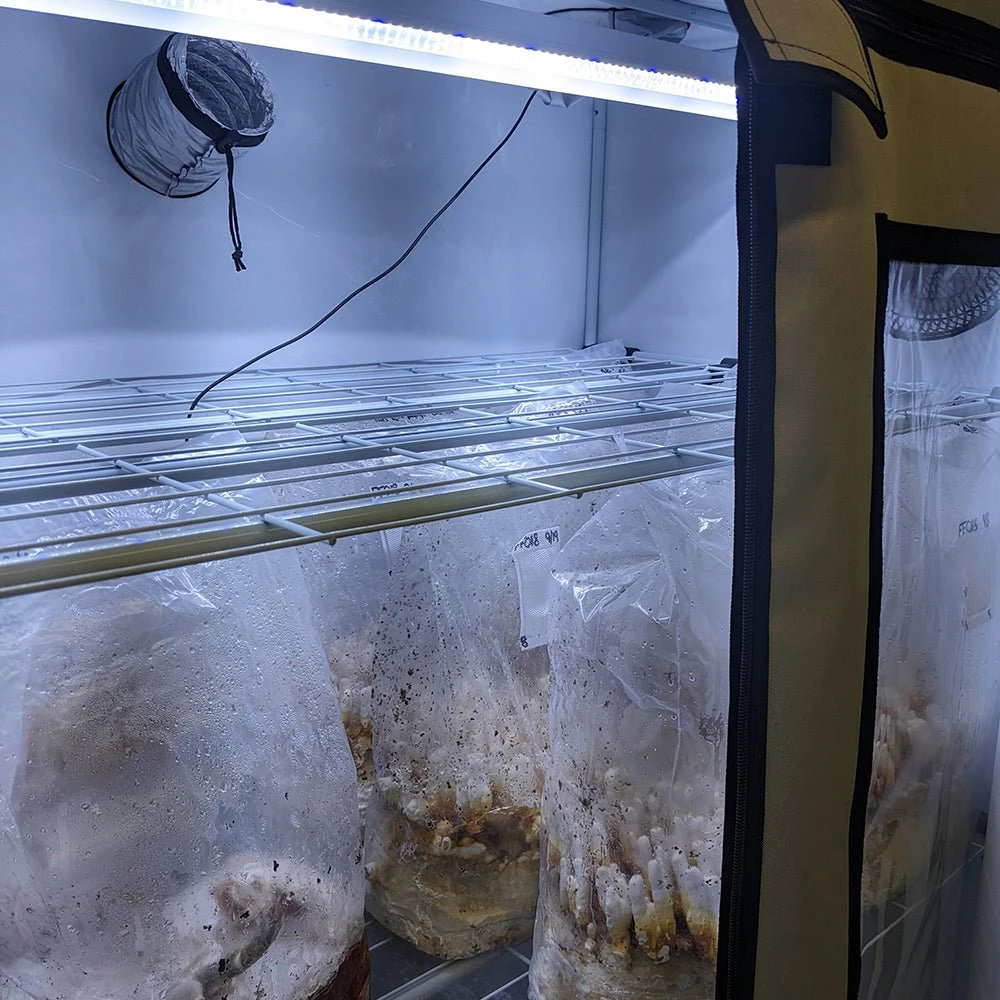 Mushroom Fruiting & Incubation 3-Tier Walden White LED Grow Tent Kit - Image 9