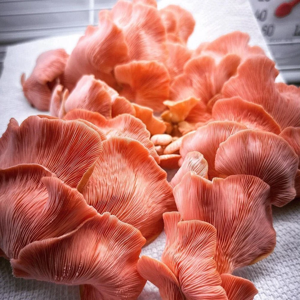 Mushroom Fruiting & Incubation 3-Tier Walden White LED Grow Tent Kit - Image 12