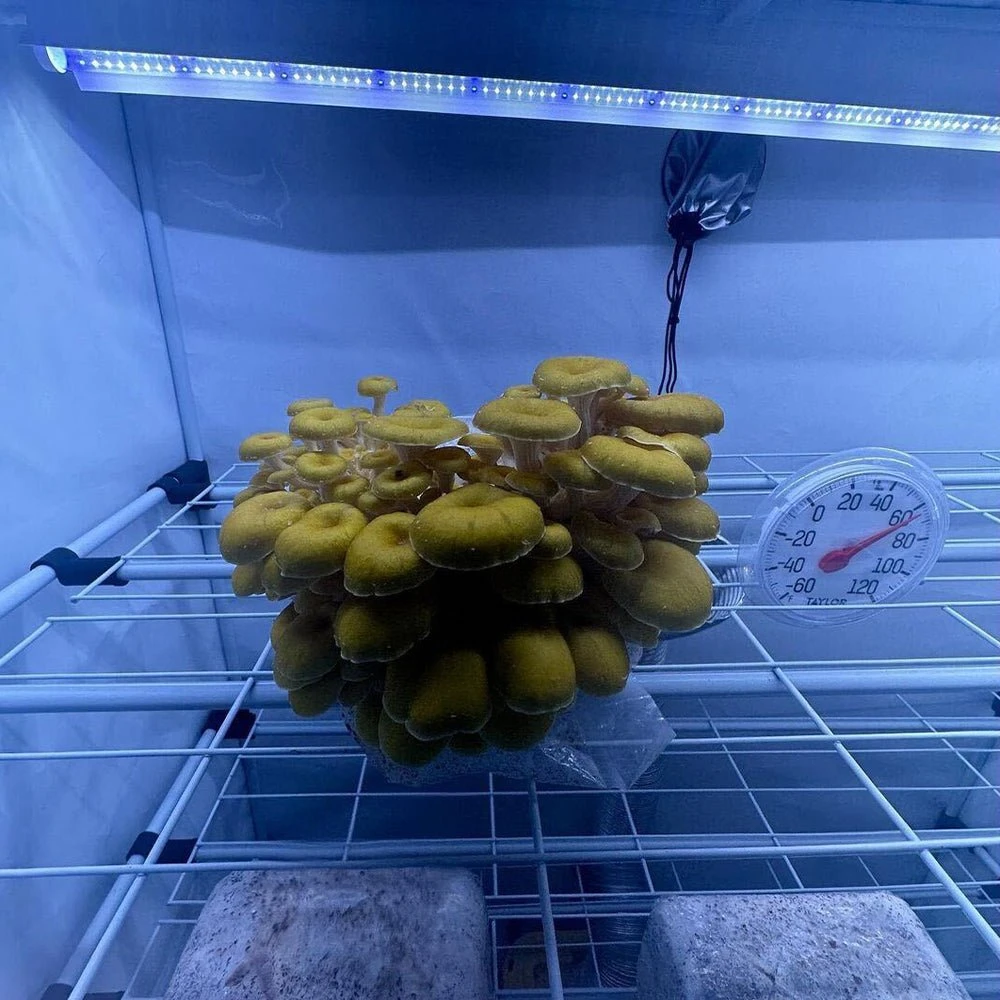 Mushroom Fruiting & Incubation 3-Tier Walden White LED Grow Tent Kit - Image 10