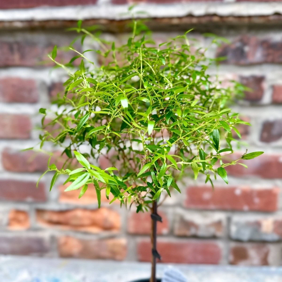 Myrtus Communis - Myrtle Topiary Tree - Various Sizes - Image 3