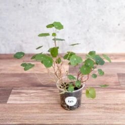 Nasturium - Tall Trailing Nasturitium Mix