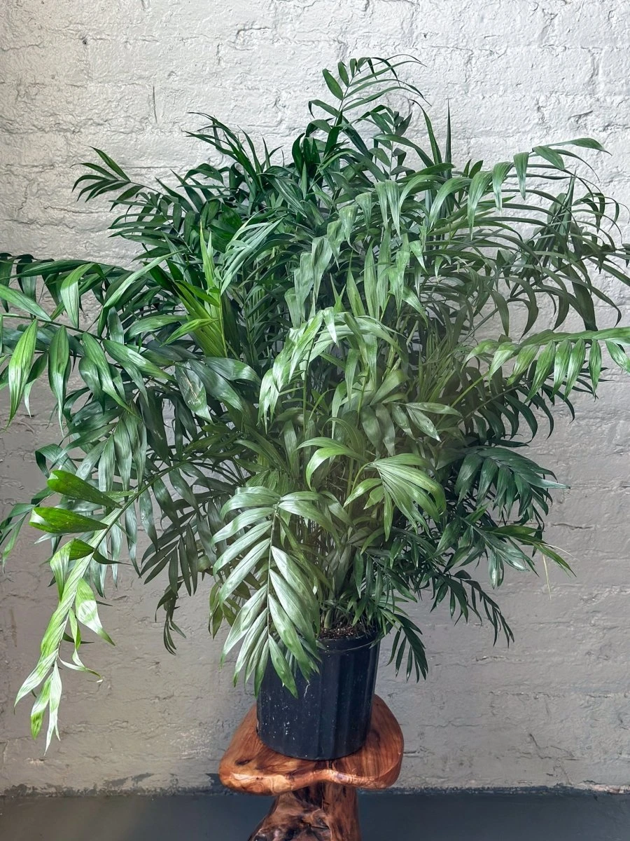 Neanthe - Bella Palm - Floor Plant - Image 2