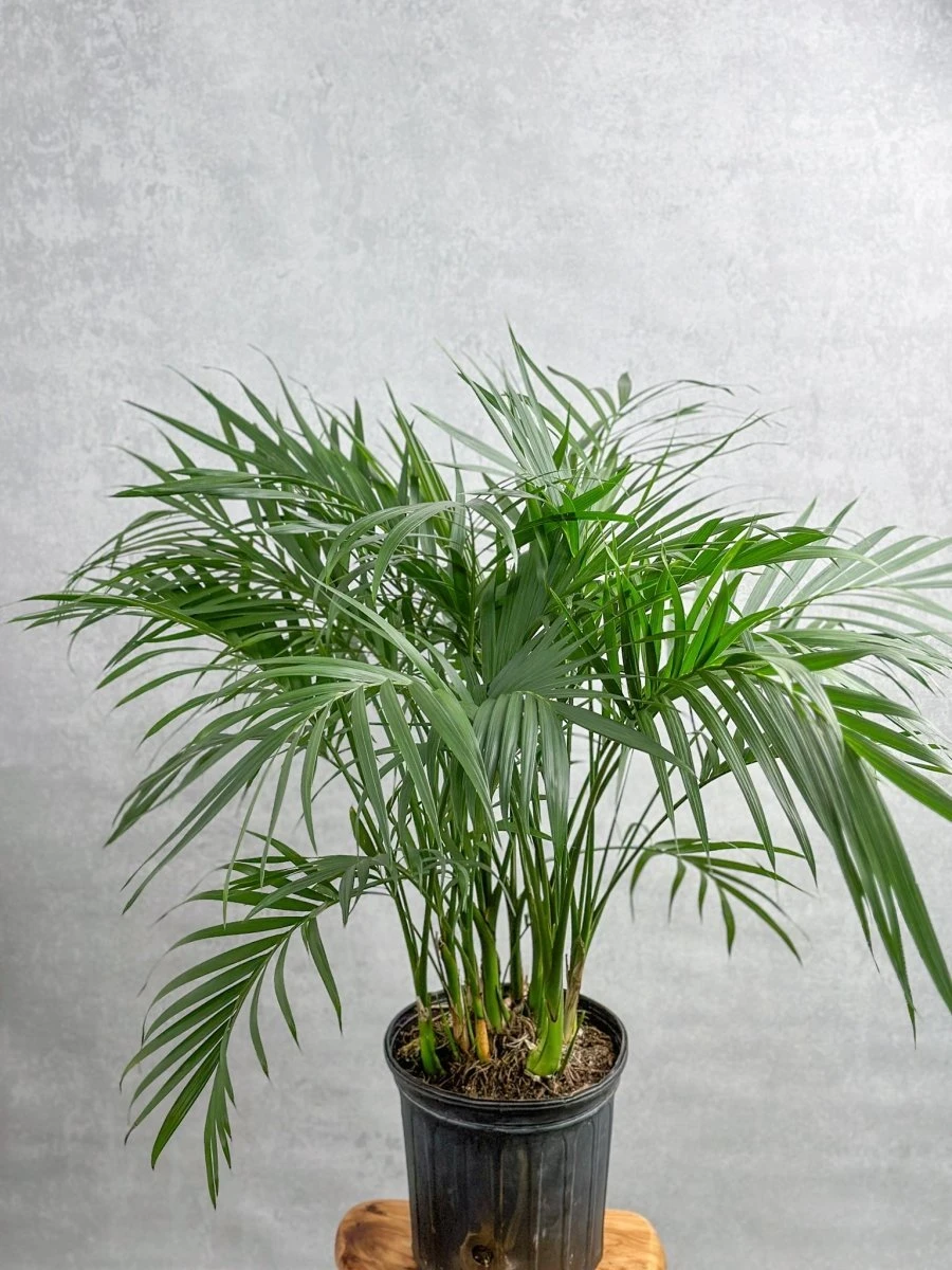 Neanthe - Bella Palm - Floor Plant - Image 3