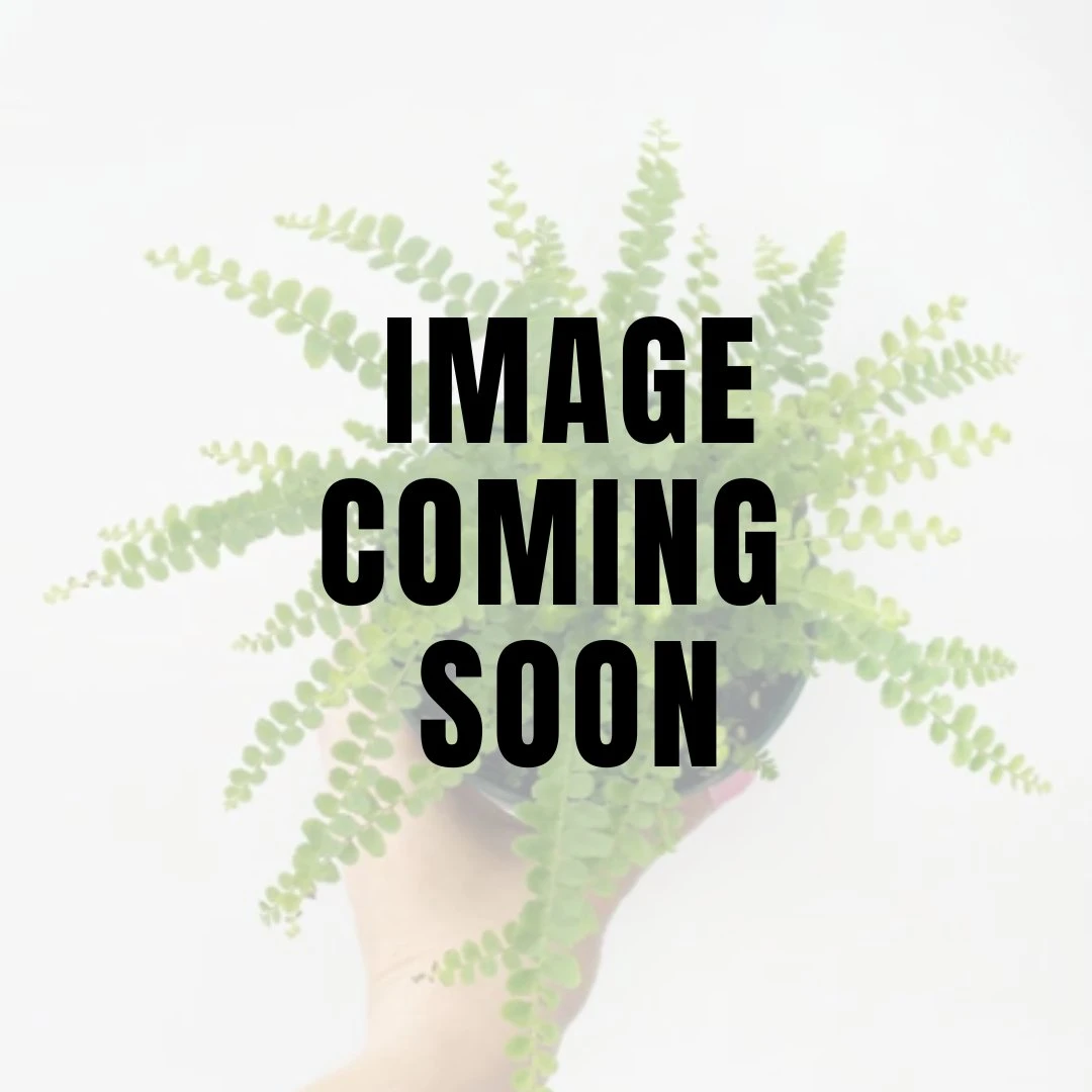 Nephrolepsis Cordifolia 'Lemon Button' - Lemon Button Fern