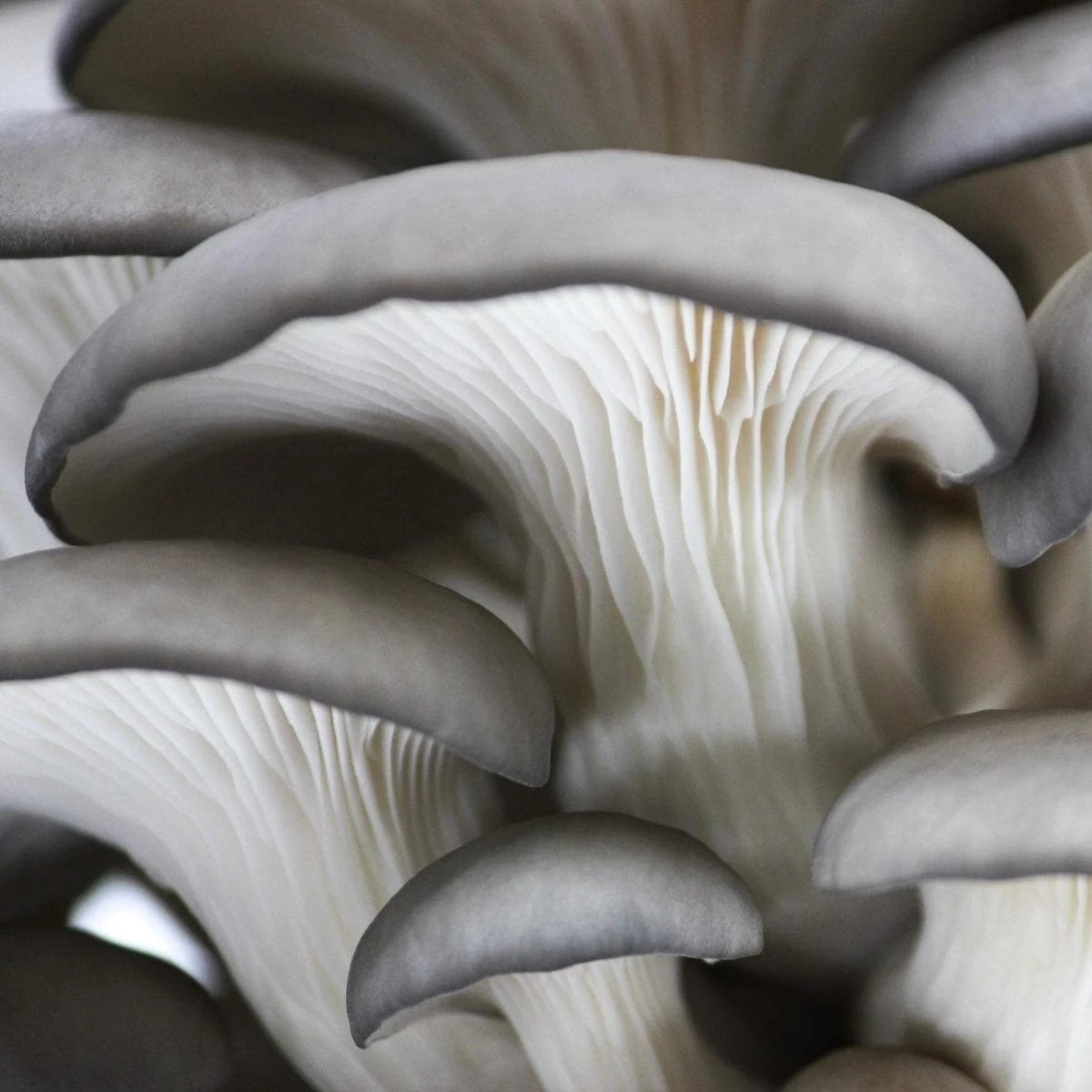 Organic Blue Oyster ‘Spray & Grow’ Mushroom Growing Kit - Image 2