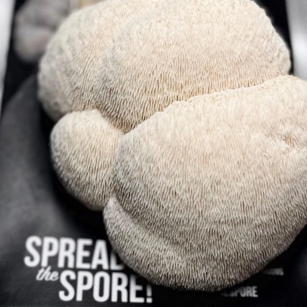 Organic Lion's Mane ‘Spray & Grow’ Mushroom Growing Kit - Image 2