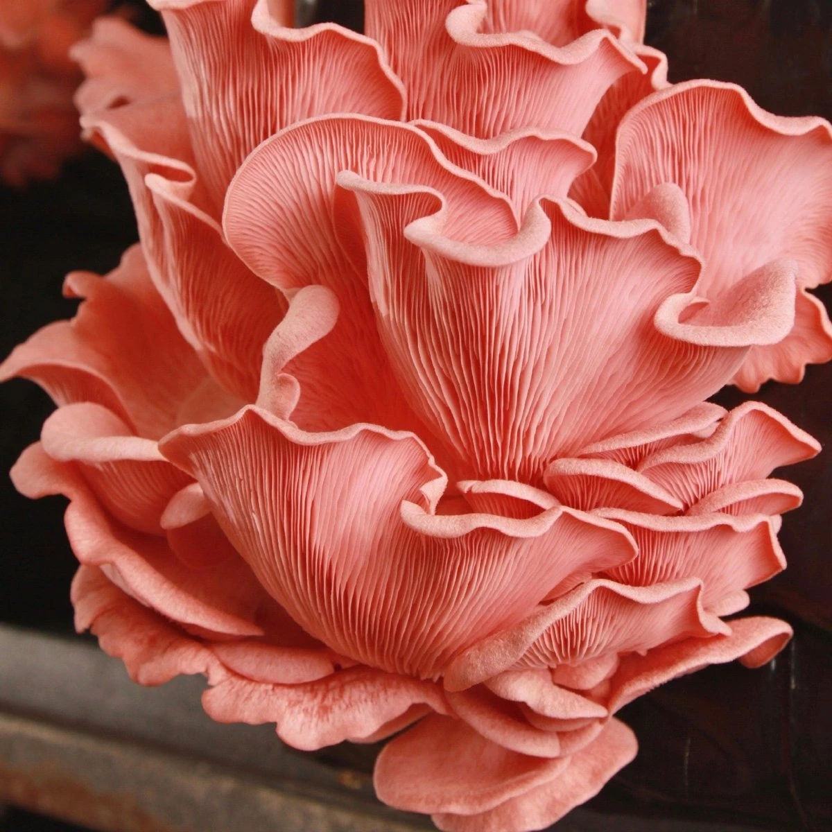 Organic Pink Oyster ‘Spray & Grow’ Mushroom Growing Kit - Image 3