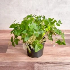 Oxalis Regnellii – False Shamrock