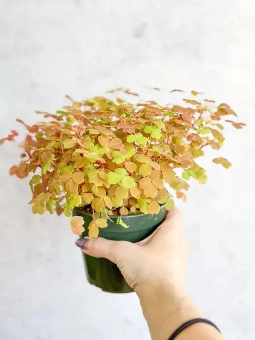 Golden Oxalis (Oxalis Vulcanicola ‘Copper Glow’) - Image 3