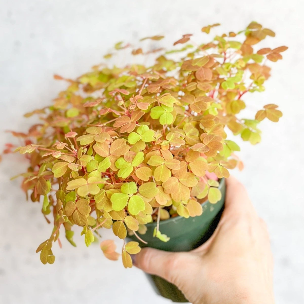 Golden Oxalis (Oxalis Vulcanicola ‘Copper Glow’) - Image 2