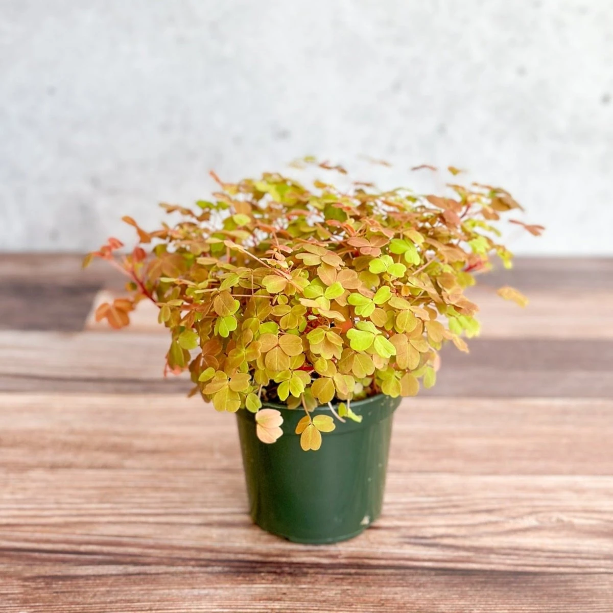 Golden Oxalis (Oxalis Vulcanicola ‘Copper Glow’) - Image 5