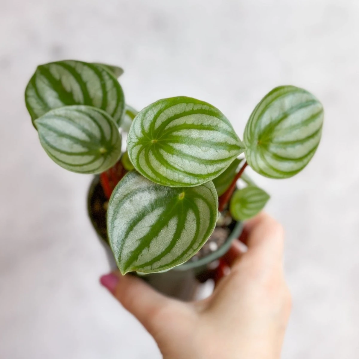 Peperomia Argyreia 'Watermelon Peperomia' - Image 4