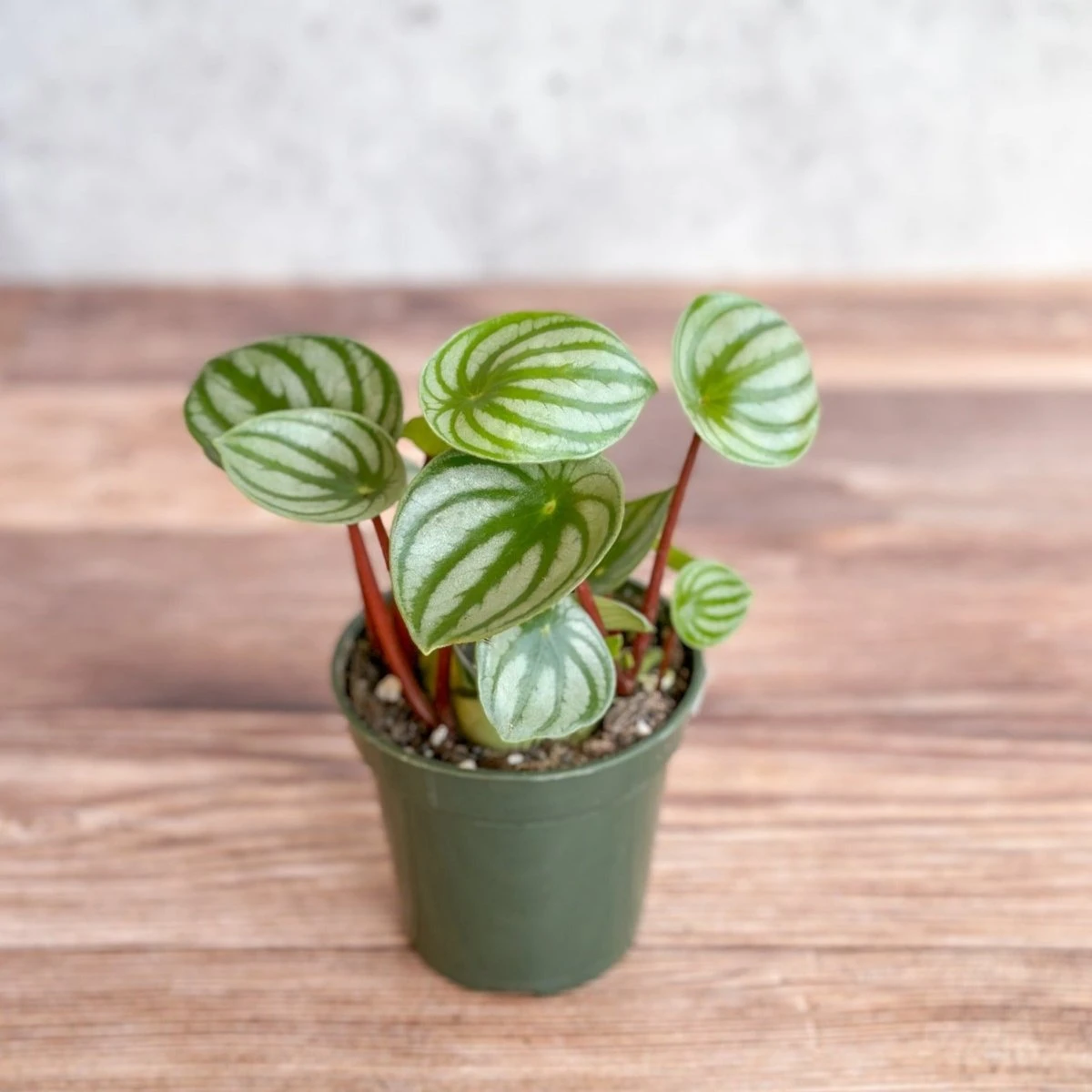 Peperomia Argyreia 'Watermelon Peperomia' - Image 2