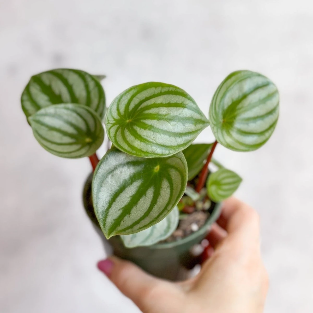 Peperomia Argyreia 'Watermelon Peperomia' - Image 3