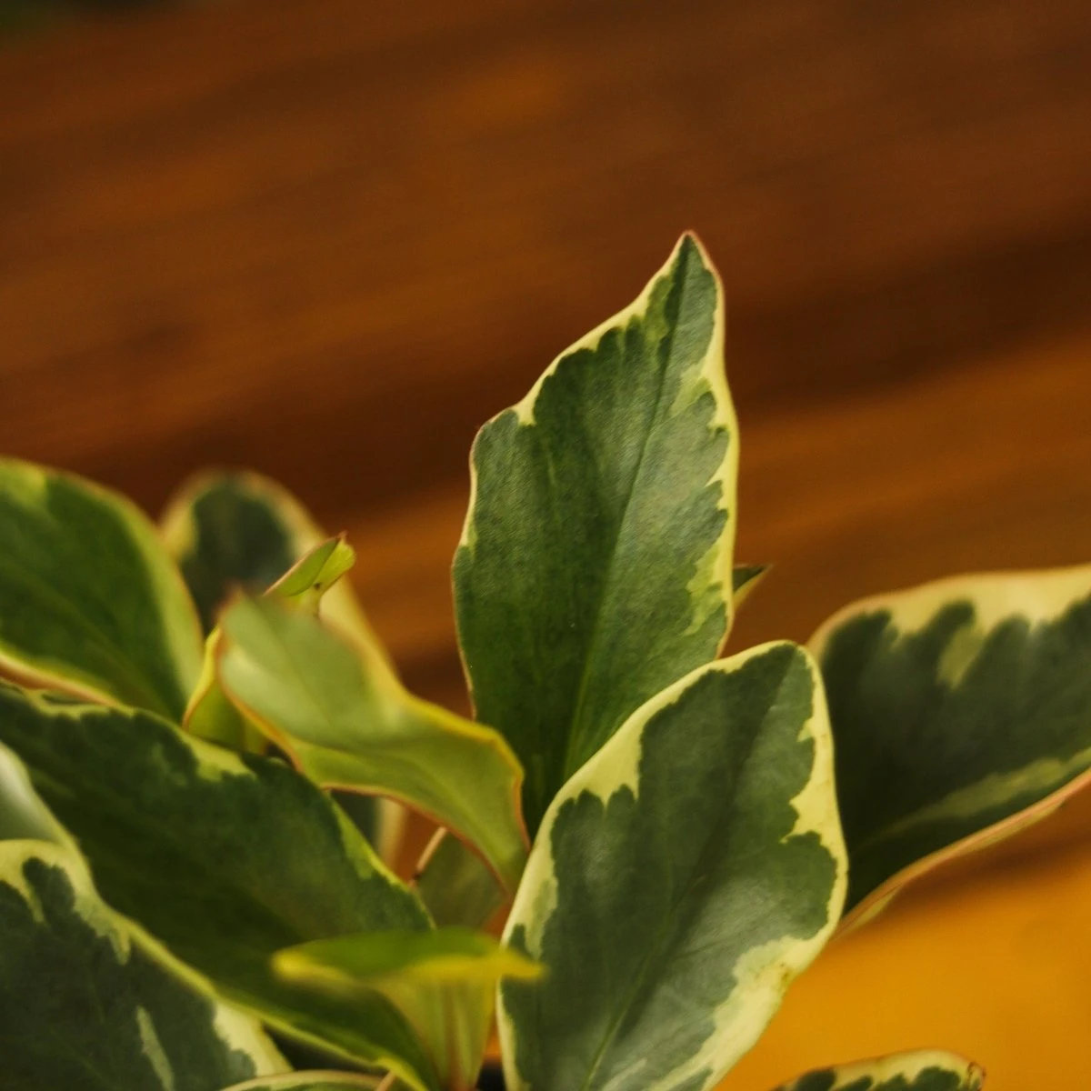 Peperomia Clusiifolia - ‘Tricolor Peperomia’ - Image 2