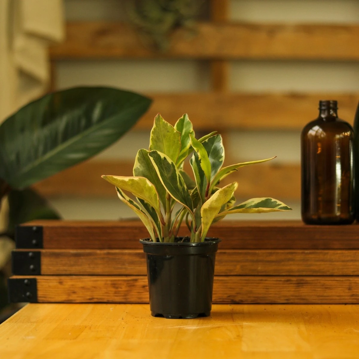 Peperomia Clusiifolia - ‘Tricolor Peperomia’ - Image 3