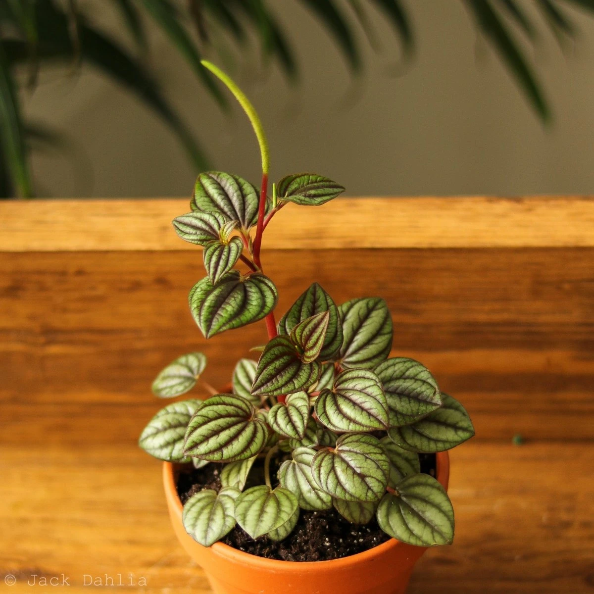Peperomia 'Piccolo Banda' Albovittata - Image 4