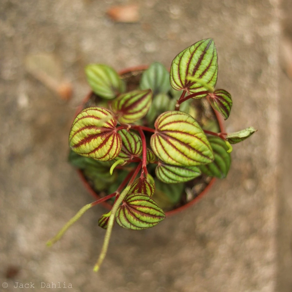 Peperomia 'Piccolo Banda' Albovittata - Image 2