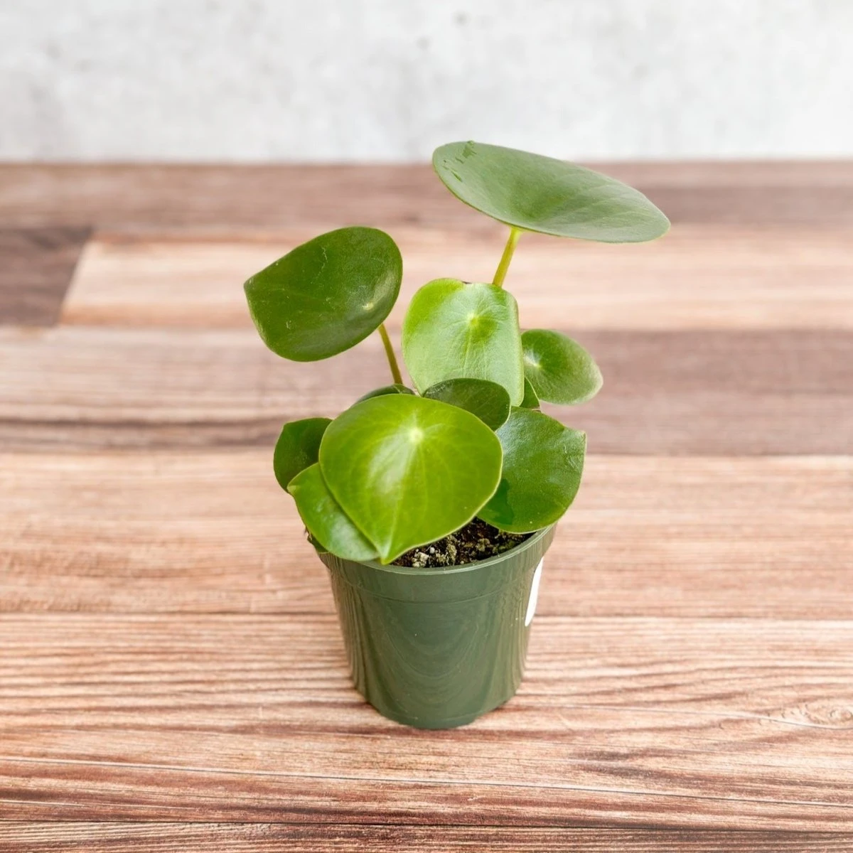 Peperomia Polybotra 'Raindrops' - Image 3
