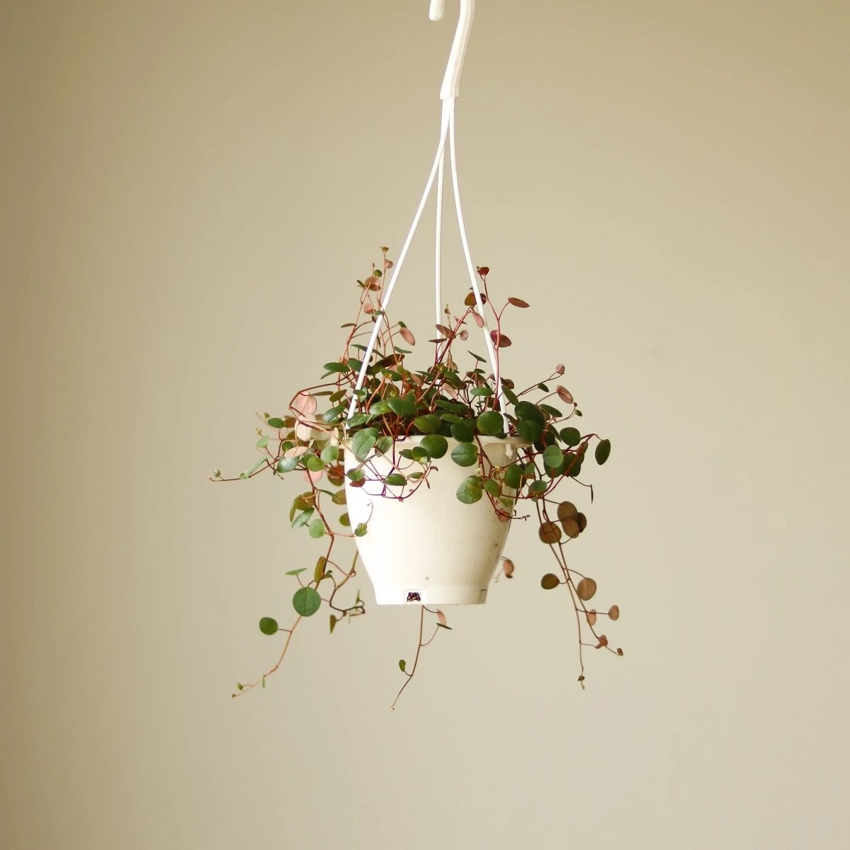 Peperomia 'Ruby Cascade' - 4.5 Inch Hanging Basket - Image 3