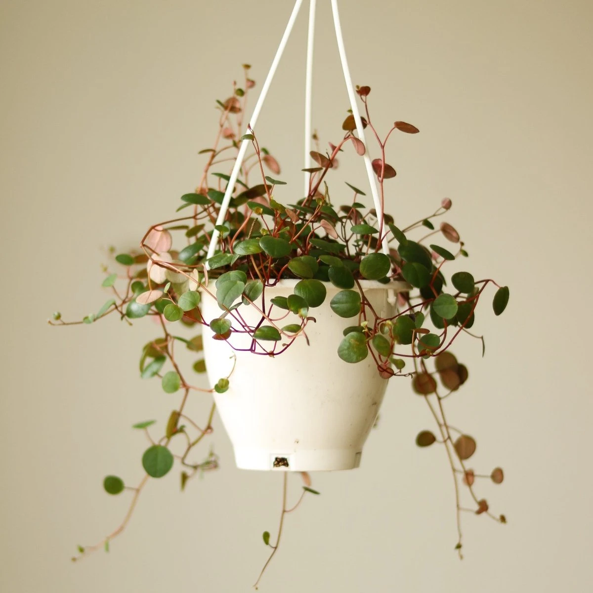 Peperomia 'Ruby Cascade' - 4.5 Inch Hanging Basket - Image 2