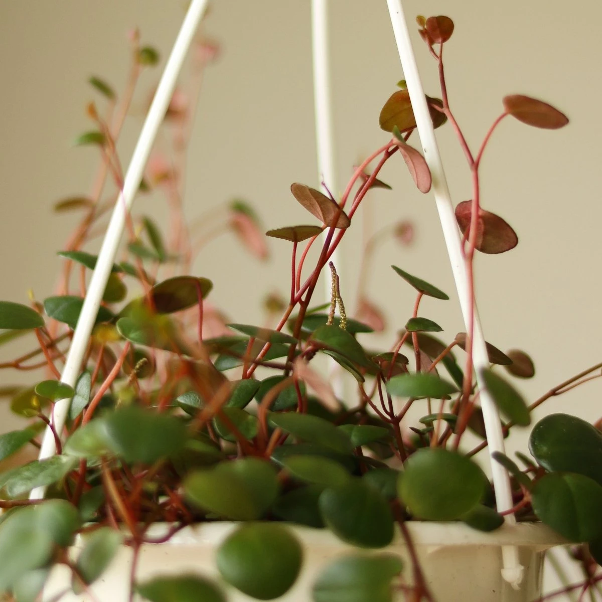 Peperomia 'Ruby Cascade' - 4.5 Inch Hanging Basket - Image 5