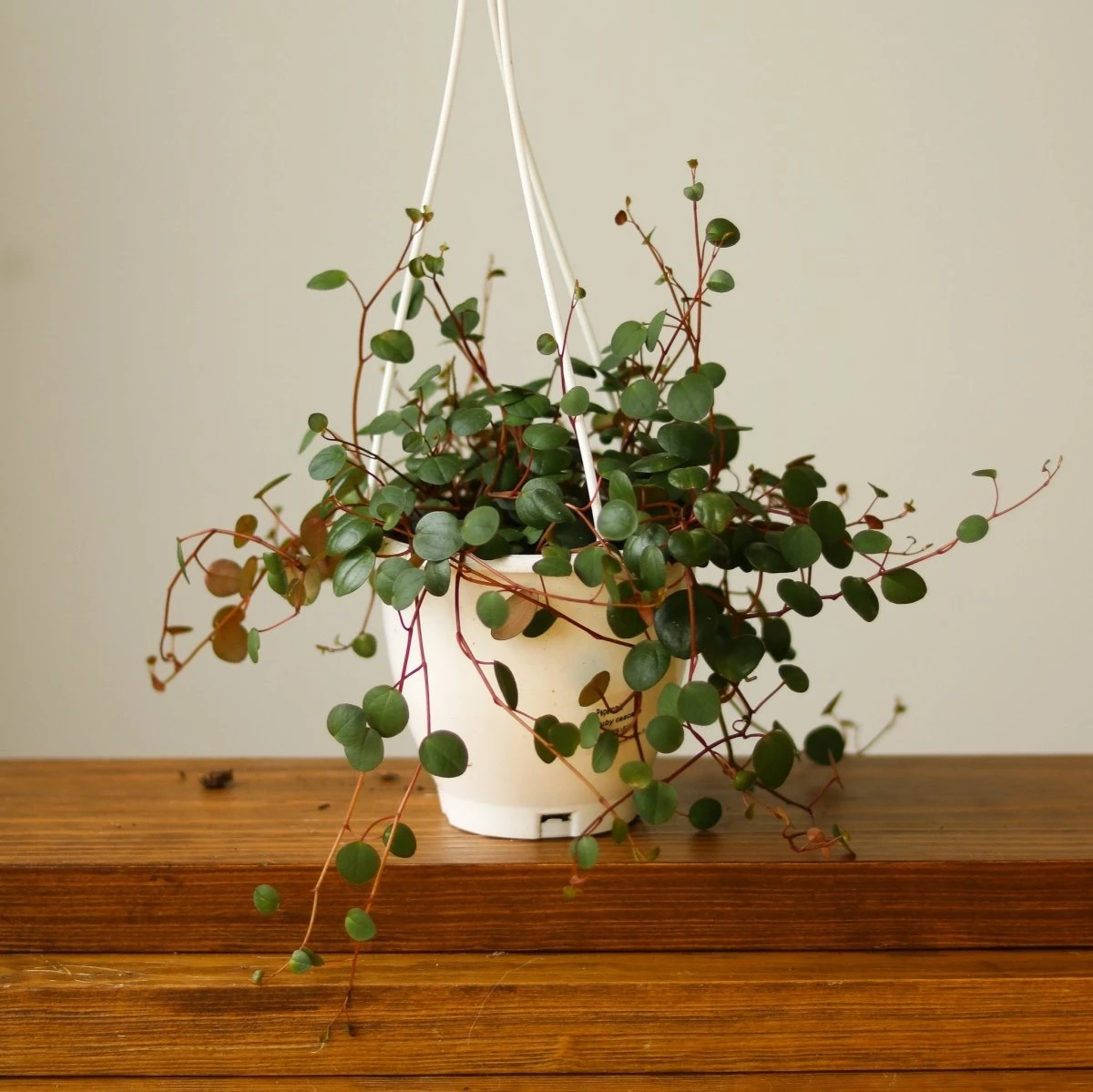 Peperomia 'Ruby Cascade' - 4.5 Inch Hanging Basket - Image 7