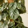 Philodendron Brandtianum ‘Silver Leaf’ – Easy‑Care Silver‑Mottled Vine