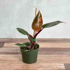 Philodendron Erubescens - ‘Pink Princess Burgundy’